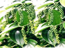 "Thuốc[-]đặc[-]trị"[-]cho[-]hồ[-]tiêu[-]ở[-]vùng[-]Tây[-]Nguyên